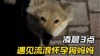 At 3 a.m., a stray pregnant mom dog followed us...