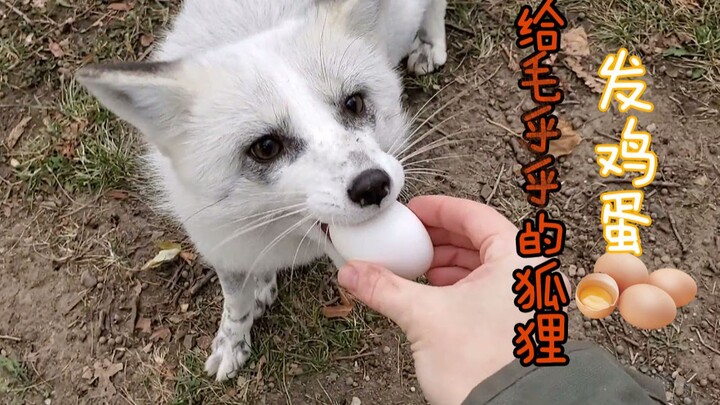 Video động vật lý tưởng cho mùa đông: Hãy cùng ngắm những chú cáo lông xù vừa dễ thương vừa ấm áp th