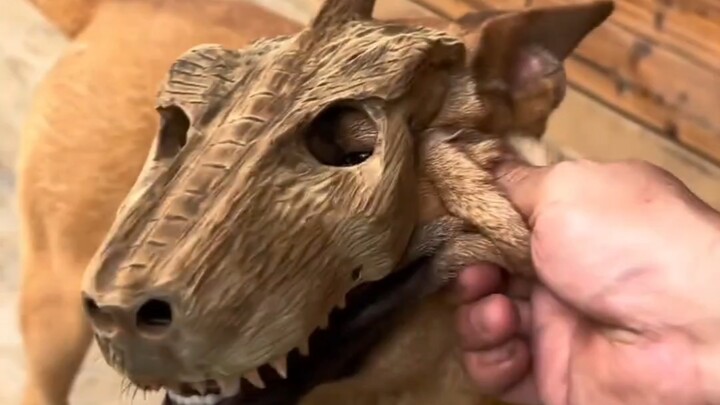 Dahuang's Special Mask