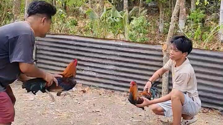 goldenboy vs red kelso x goldenboy