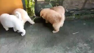 cute puppies