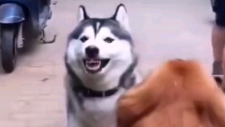 🐶: إذا كنت ستفعل ذلك، فلن يكون الأمر ممتعًا بعد الآن.