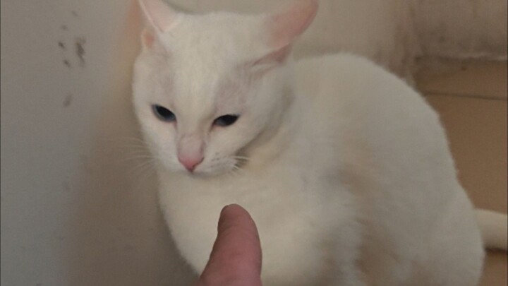 Corporal punishment of cats
