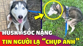 Tự xưng là PHOTOGRAPHER ĐƯỜNG PHỐ, thanh niên chụp cho CHÚ CHÓ HUSKY bộ ảnh cực cảm lạnh 🤣 Gâu Đần