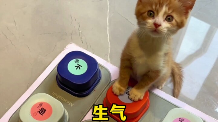 Even clever kittens can choose their own names now.