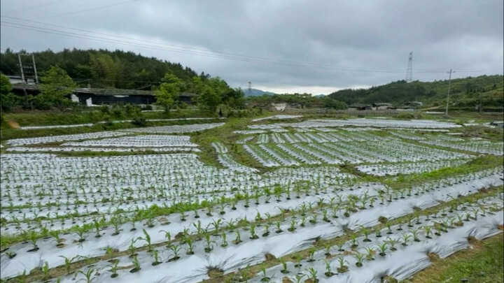 Musim ini kembali menjadi musim sibuk pertanian