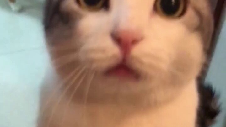 เนื่องจากบ้านถูกน้ำท่วม แมวจึงมักจะขอปิดเครื่องซักผ้าทุกครั้งที่เปิดเครื่อง