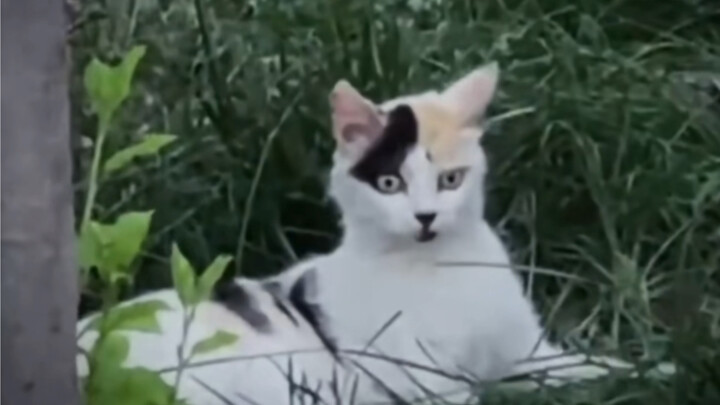 Cat: Shit, a human trafficker!