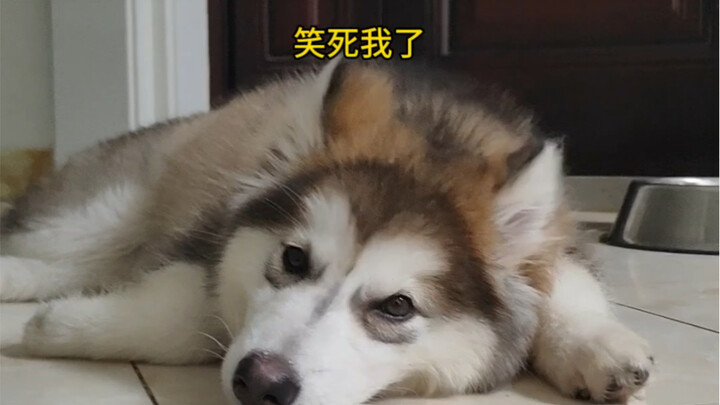 A Dog Led Around by Two Athletes
