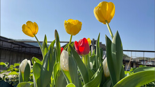 The long-awaited tulip-growing process in immersive detail—hahaha, it took three months to film!