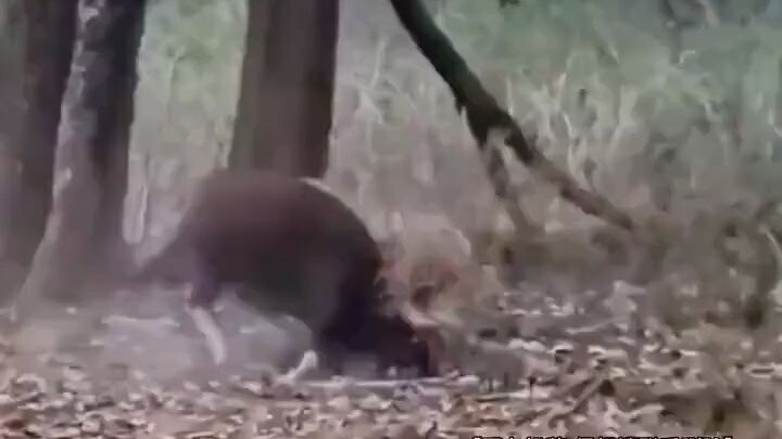 วัวตัวนั้นดูเหมือนสายลับชัดๆ