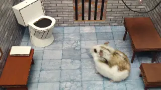 [Animals]Smart hamster escapes from a maze