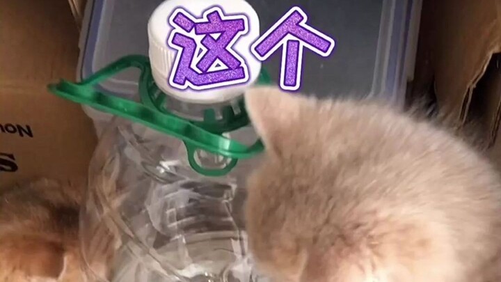 Here’s the question: Whose idea was it?