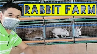 RABBIT FARM VISIT