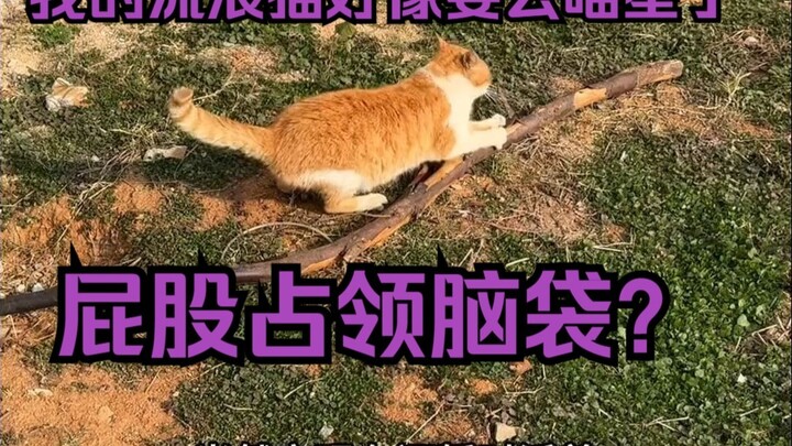 Kucing jalanku sepertinya akan pergi ke Planet Meong...