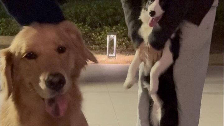 لقد قلتُ مرارًا وتكرارًا: لا تدعِ الكلب الذهبي يلعب مع الراعي البالغ!