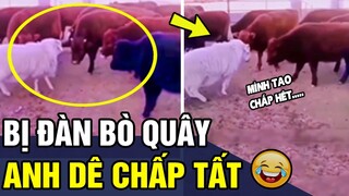 Tổng Hợp Những CHÚA HỀ ĐỘNG VẬT Đảm Bảo Vừa Xem Vừa Cười Té Ghế P94 | Trùm Tin Hài