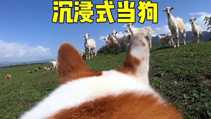 ติดกล้องให้เจ้าหมา โลกในสายตาของน้องหมาช่างเป็นแบบนี้เอง!