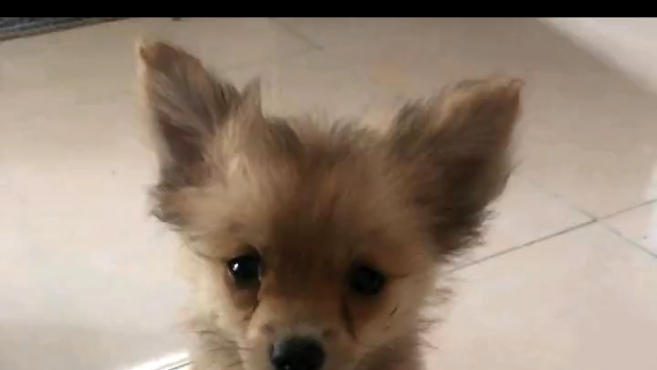 ทาสหมาที่แท้ทรู