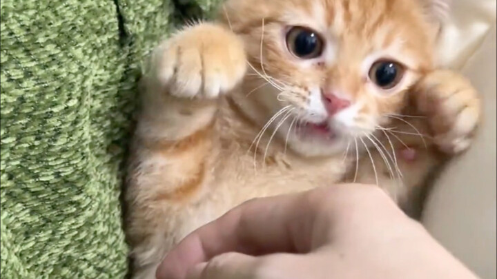 The cat that used to bite hands has behaved itself.
