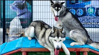 Bentley Gets Rowdy With Another Husky