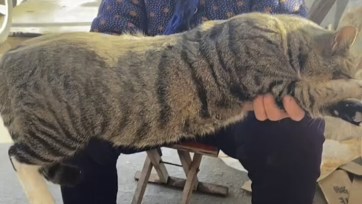 The grandma’s cat gets really chubby every winter～