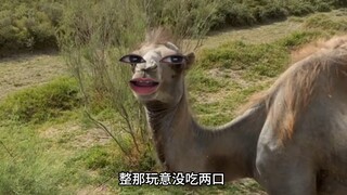 الجمل: لم أرى كلبًا قط، ولكنني أعرف الكلاب!