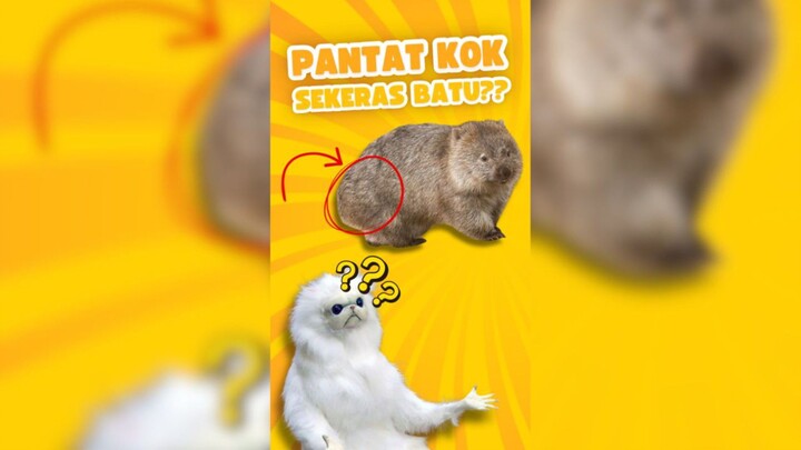 Hewan imut ini punya pantat batu?