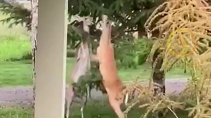 鹿真是这么打架的，乾隆名画诚不欺我！！！