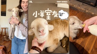 来看我的小羊室友🐑