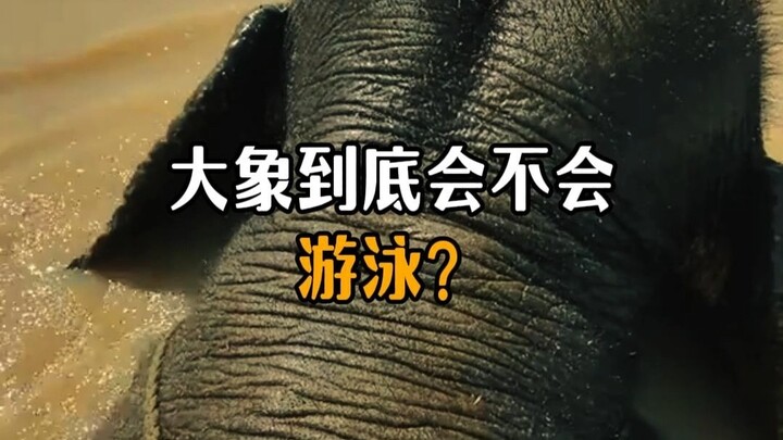 ช้างว่ายน้ำได้จริงหรือ?