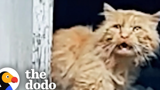 บทพิสูจน์ว่าการช่วยชีวิตสัตว์เป็นเวทมนตร์บริสุทธิ์ ศรัทธาโดโด = ฟื้นฟู