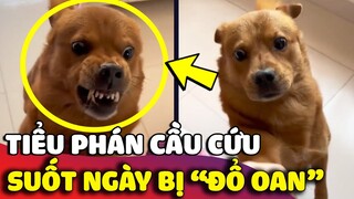 Tiểu Phán bị oan 'CẦU CỨU' cư dân mạng khi suốt ngày bị con Sen 'LÀM NHỤC' 😅 | Gâu Đần