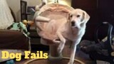 💥Ultimate Funny Dog Fails😂🙃💥 of 2020 | Funny Animal Videos💥👌
