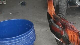 Asil Lemon JOTAKA LINE PORAC breader