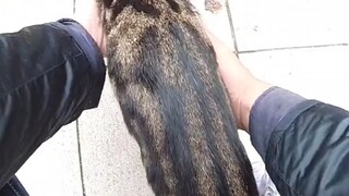They are all stray cats and you can't touch them. I couldn't help it, so I touched them.