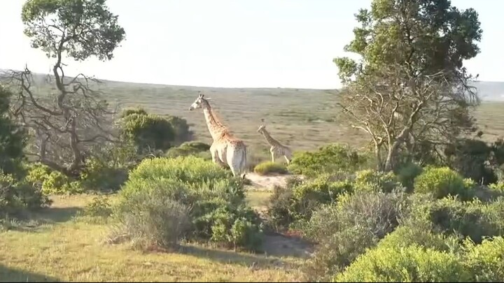 Rakai and Sydney "Tyla's sister" meet a Tower of Giraffes on the Safari in South Africa