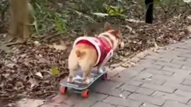 Foreign websites are hotly discussing the Chinese Corgi showing off his skateboarding skills in fron