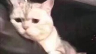 Cat: Just... just give me a puff.