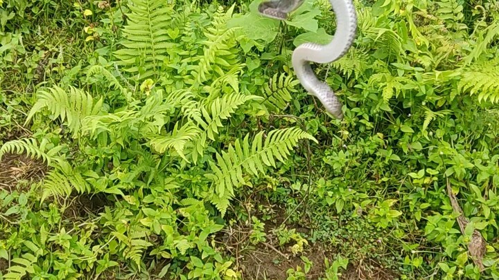 non venomous snake