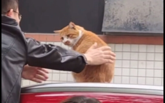 Cat: You said, “Princess, please get out of the car!”