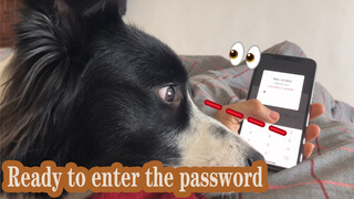 Border Collie: Don't Put Everything on Your Face