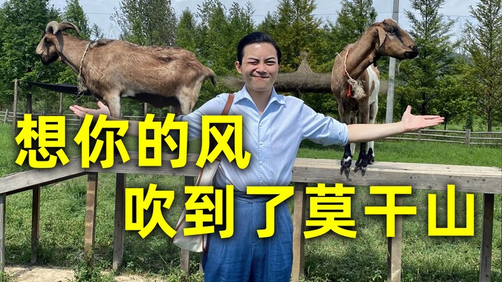 On vacation, my shoes were actually eaten by a sheep………