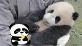 [Animals]The baby panda is sleeping like a human baby