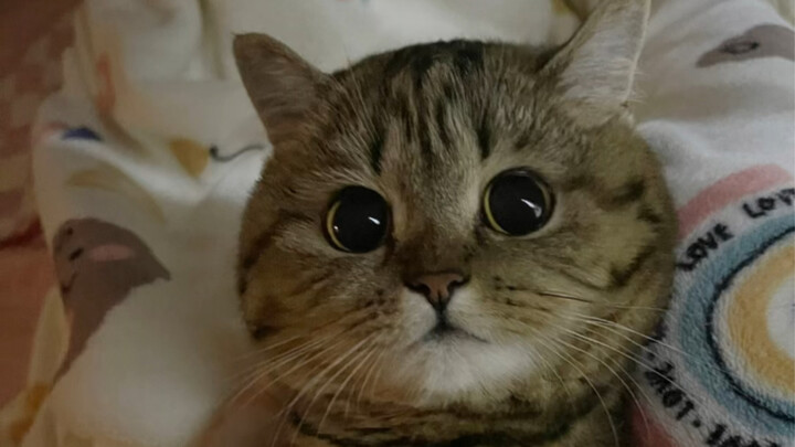 How could I have found such a beautiful stray cat!?