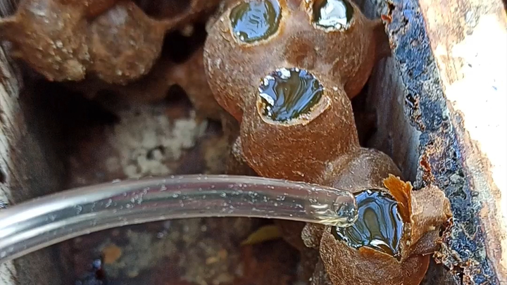 Stingless bees, a very ancient type of bee!
