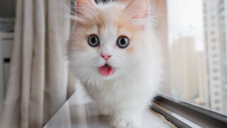 Huahua and Sanmao’s new kitten is always clinging to people and never shy away from strangers, but i