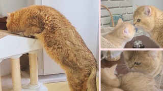 [Hewan] Saat ayah kucing memanjakan putrinya