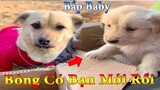 Dương KC | Bông Bé Bỏng Ham Ăn #28 | chó thông minh vui nhộn | funny cute smart dog pets Thú Cưng TV