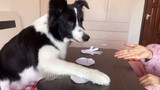 [Animals]Play Rock Paper Scissors with my dog
